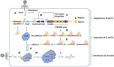 Recent Advances of CRISPR/Cas9-Based Genetic Engineering and Transcriptional Regulation in Industrial Biology